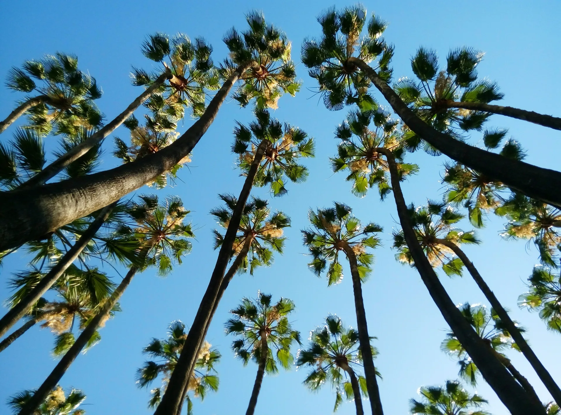 Palmiers vus en contre-plongée sur un ciel bleu