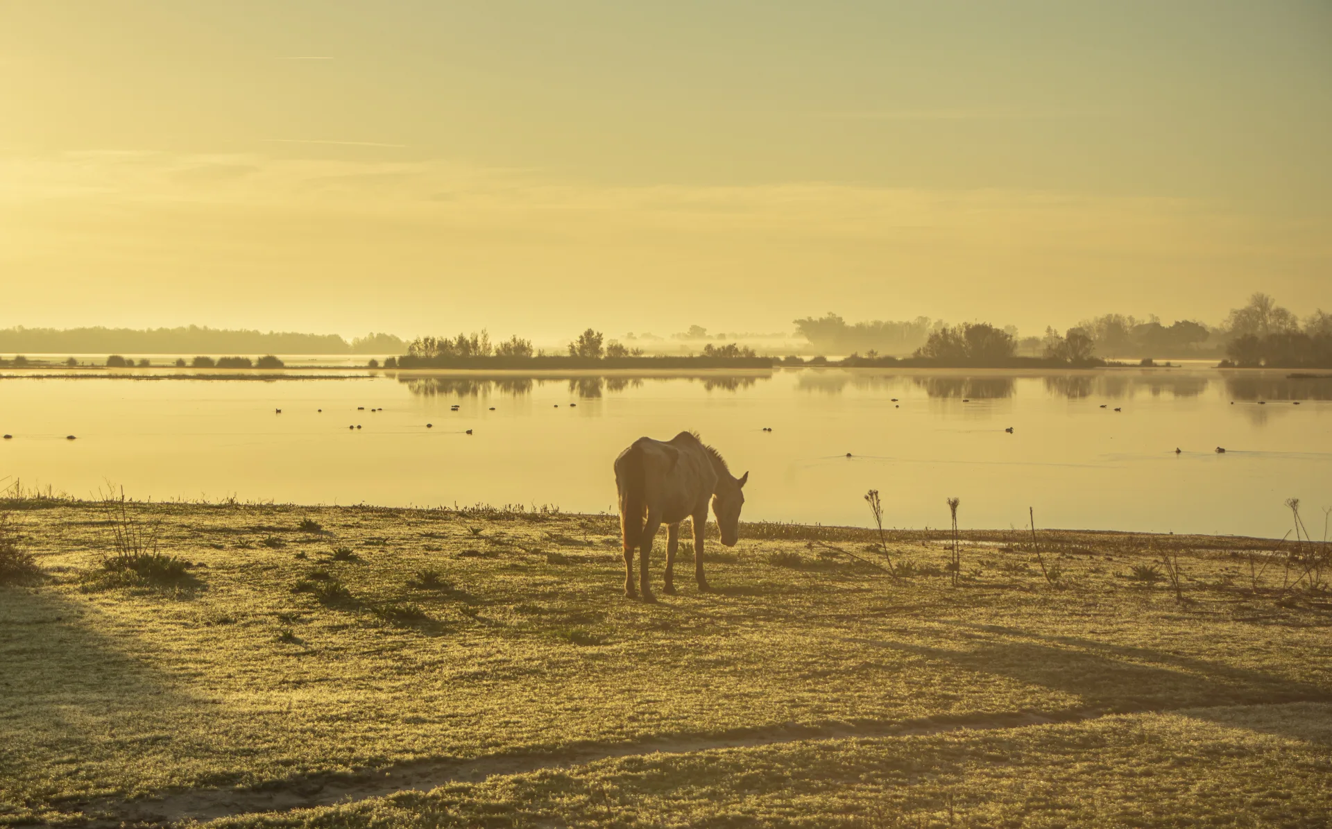 Cheval dans les marais du parc de Doñana au petit matin